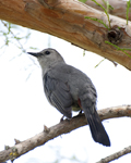 Gray Catbird 8140
